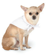 3905 Doggie Skins Bandana White